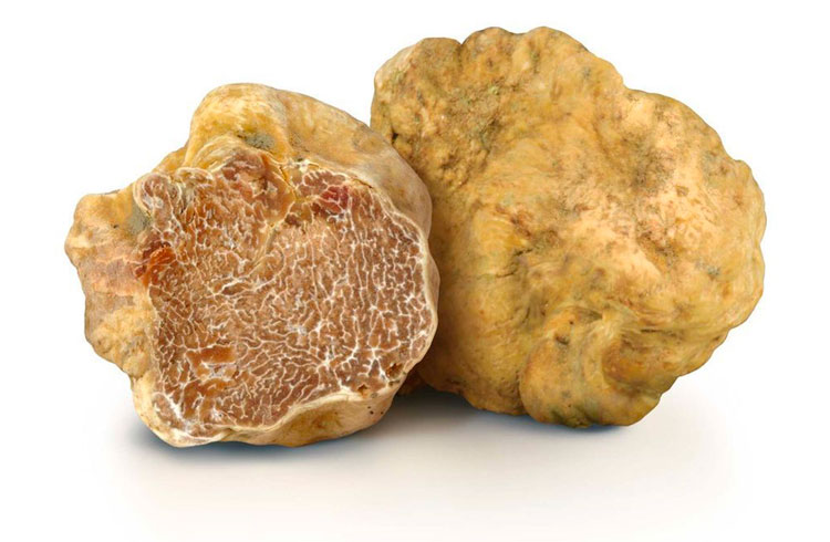 Tartufo bianco di Alba
